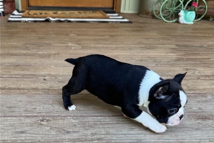 Reinrassige Boston Terrier Welpen