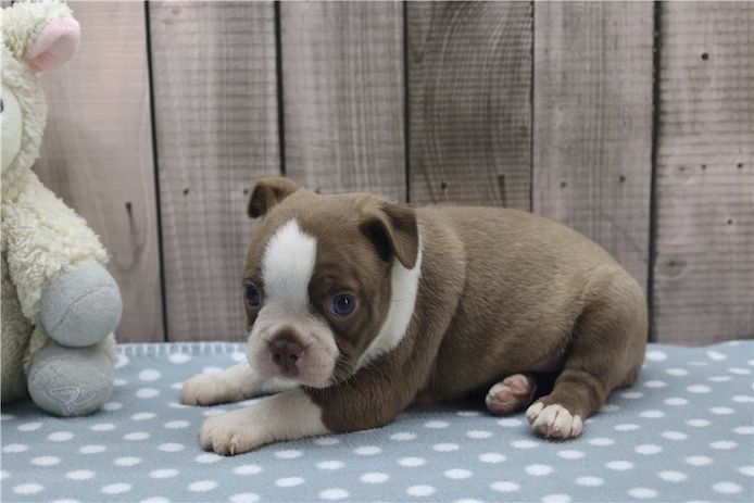 Reinrassige Boston Terrier Welpen .