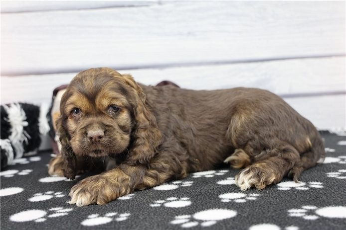 Reinrassige cocker spaniel welpen