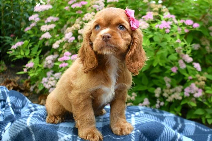 Reinrassige cocker spaniel welpen