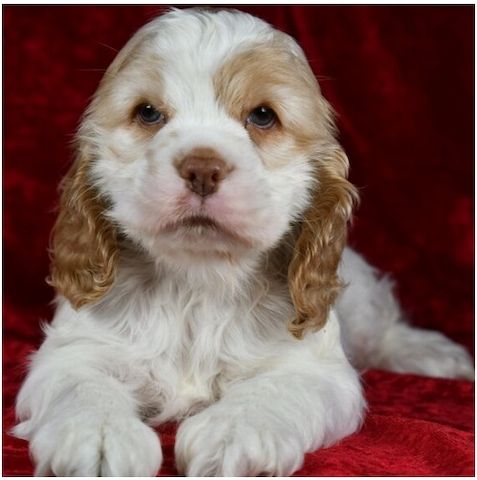 Reinrassige cocker spaniel welpen