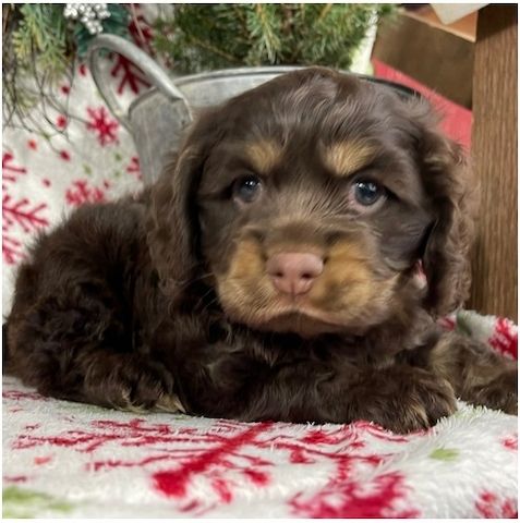 Reinrassige cocker spaniel welpen