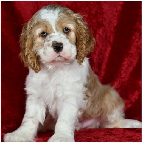 Reinrassige cocker spaniel welpen