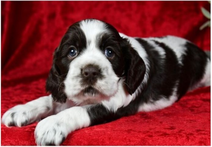 Reinrassige cocker spaniel welpen