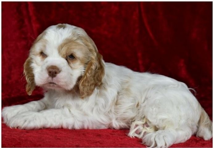 Cocker Spaniel Welpen in Köln kaufen