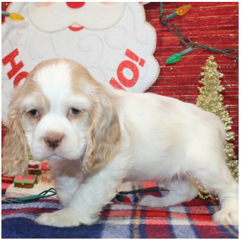 Cocker Spaniel Welpen in Köln kaufen