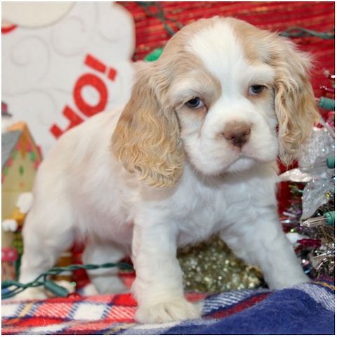 Reinrassige Cocker Spaniel Welpen in Berlin