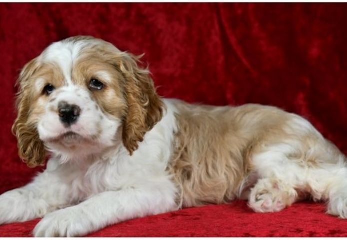 Reinrassige cocker spaniel welpen
