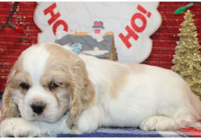 Reinrassige cocker spaniel welpen