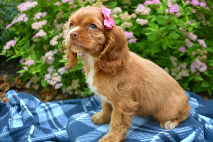 Reinrassige cocker spaniel welpen