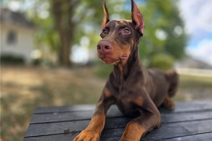 Reinrassige dobermann welpen .