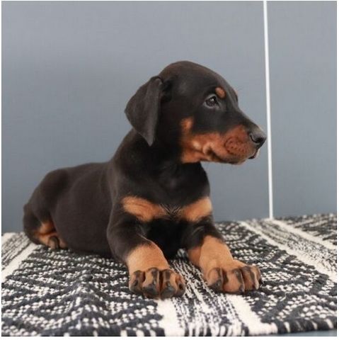 Reinrassige dobermann welpen