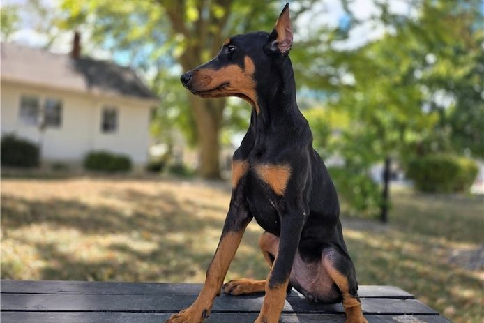 Reinrassige dobermann welpen .