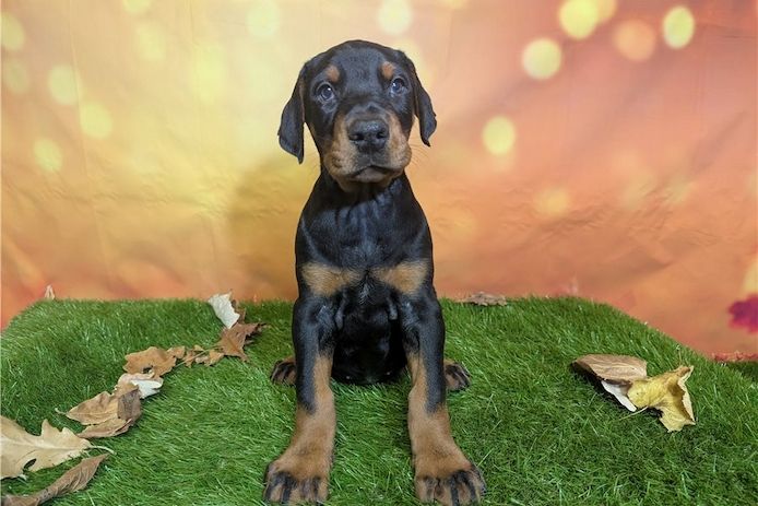 Reinrassige dobermann welpen