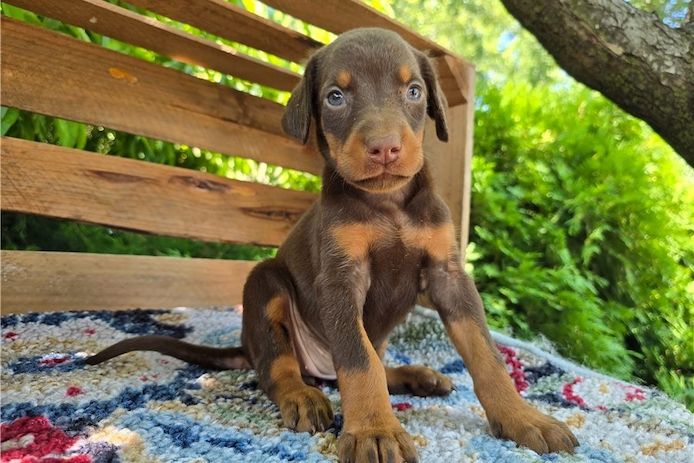 Reinrassige dobermann welpen