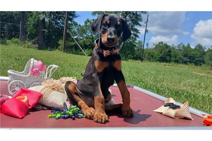 Reinrassige dobermann welpen
