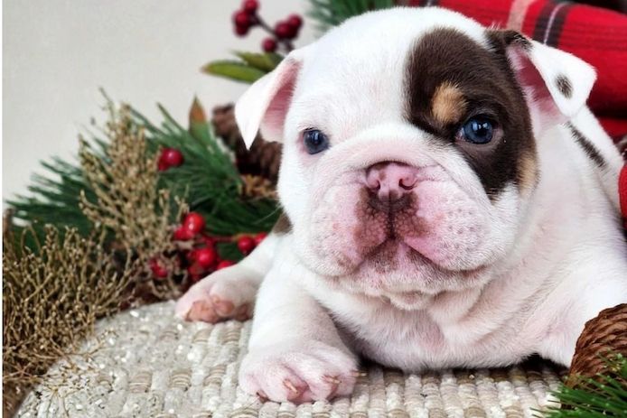 Reinrassige Englische Bulldoggen welpen .