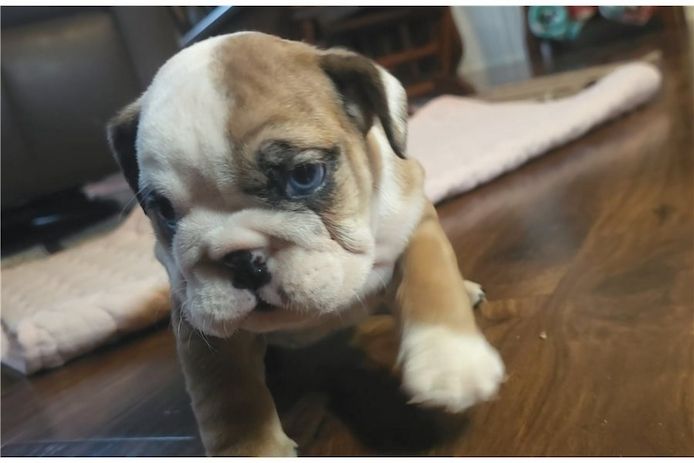 Reinrassige Englische Bulldoggen welpen .