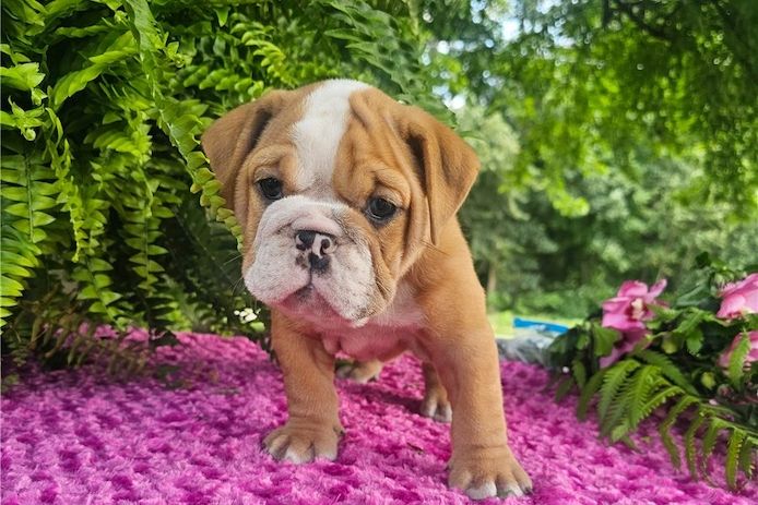 Reinrassige Englische Bulldoggen welpen .