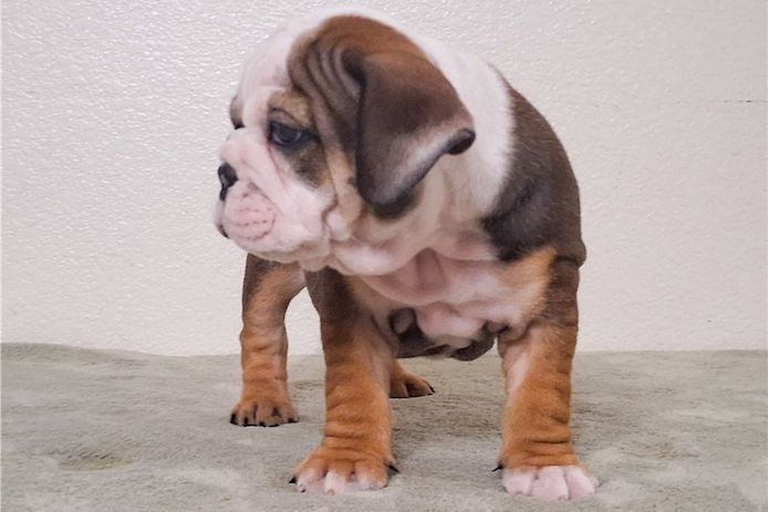 Reinrassige Englische Bulldoggen welpen .