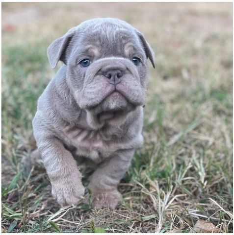 Reinrassige Englische Bulldoggen welpen .