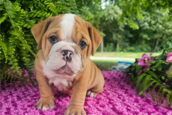 Reinrassige Englische Bulldoggen welpen .