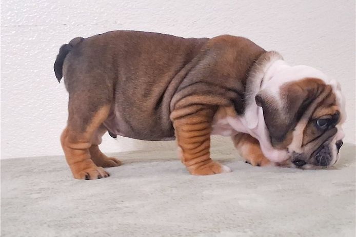 Reinrassige Englische Bulldoggen welpen .