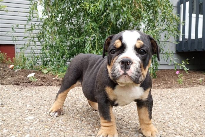 Reinrassige Englische Bulldoggen welpen .