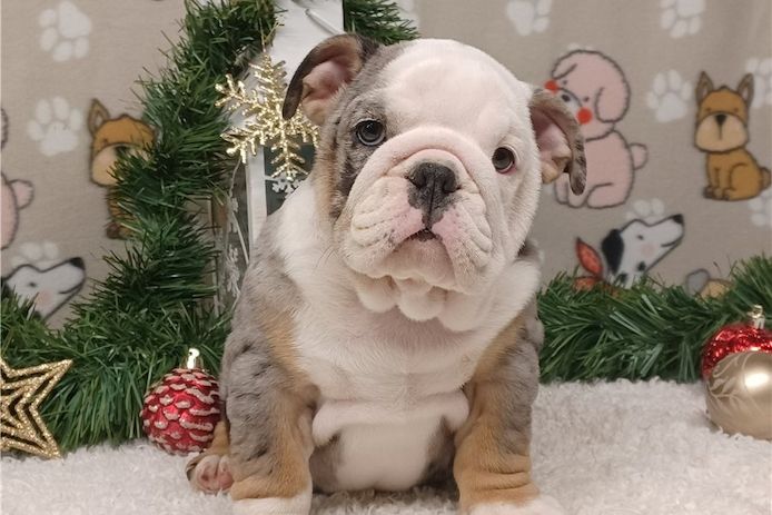 Reinrassige Englische Bulldoggen welpen .