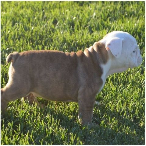 Reinrassige Englische Bulldoggen welpen .