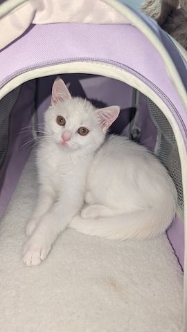 Süßes Katzenmädchen sucht Zuhause 🤍
