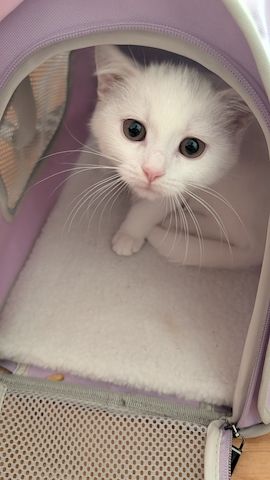 Süßes Katzenmädchen sucht Zuhause 🤍