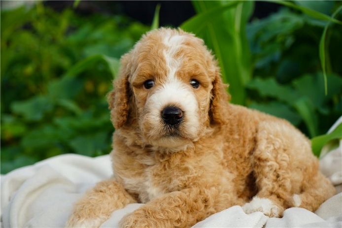 Reinrassige goldendoodle welpen
