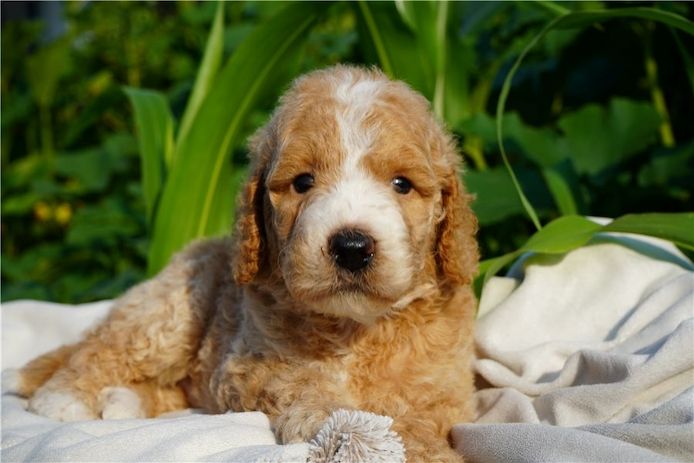 Reinrassige goldendoodle welpen