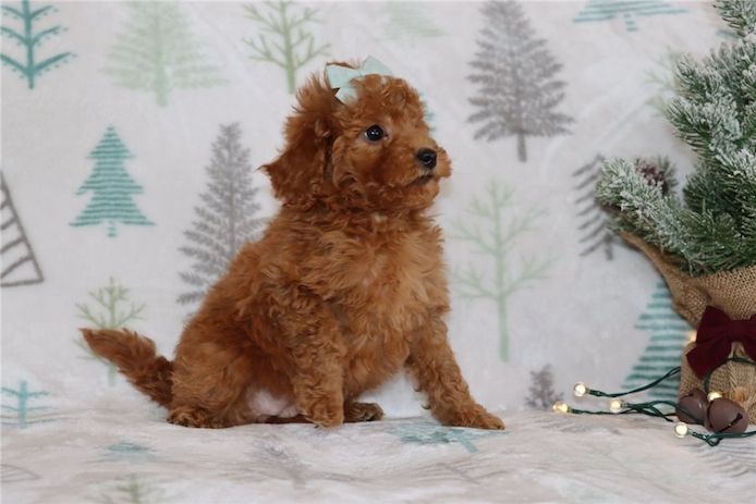 Reinrassige goldendoodle welpen