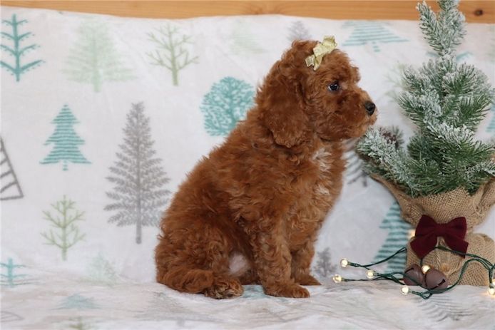 Reinrassige goldendoodle welpen