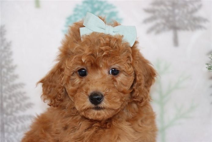 Reinrassige goldendoodle welpen