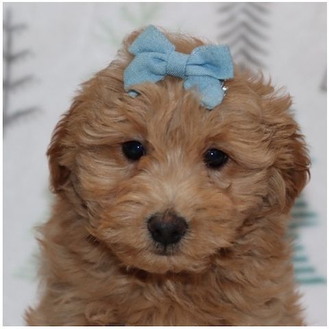 Reinrassige goldendoodle welpen