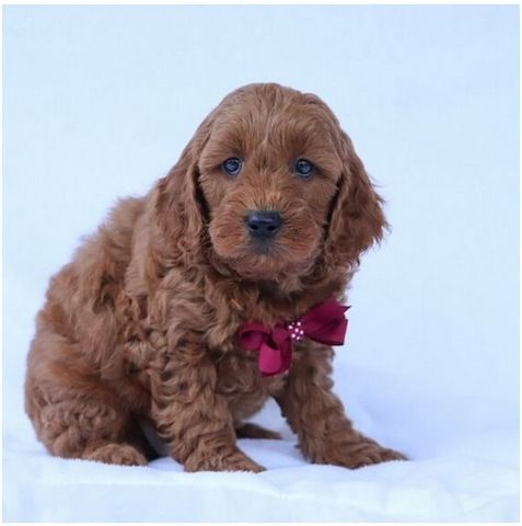 Reinrassige goldendoodle welpen