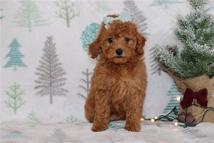 Reinrassige goldendoodle welpen