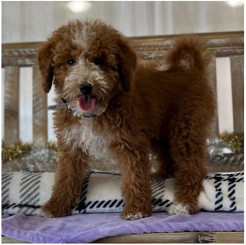 Reinrassige goldendoodle welpen