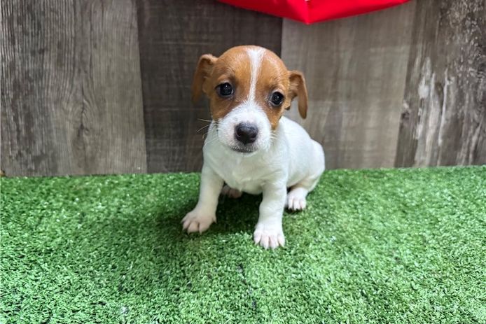 Reinrassige Jack Russell Terrier welpen