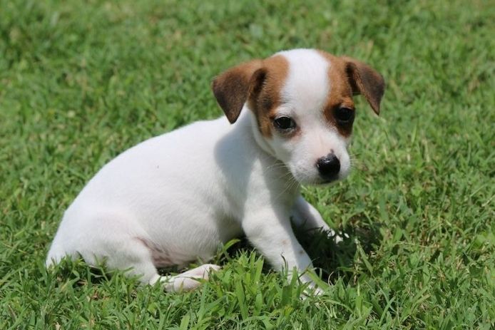 Reinrassige Jack Russell Terrier welpen .