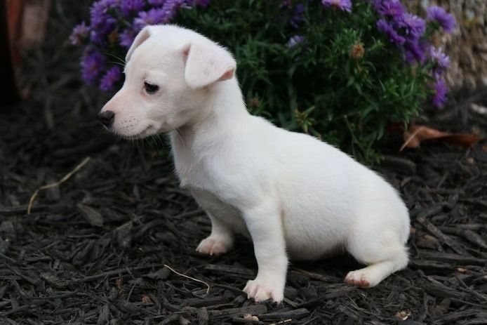 Reinrassige Jack Russell Terrier welpen .