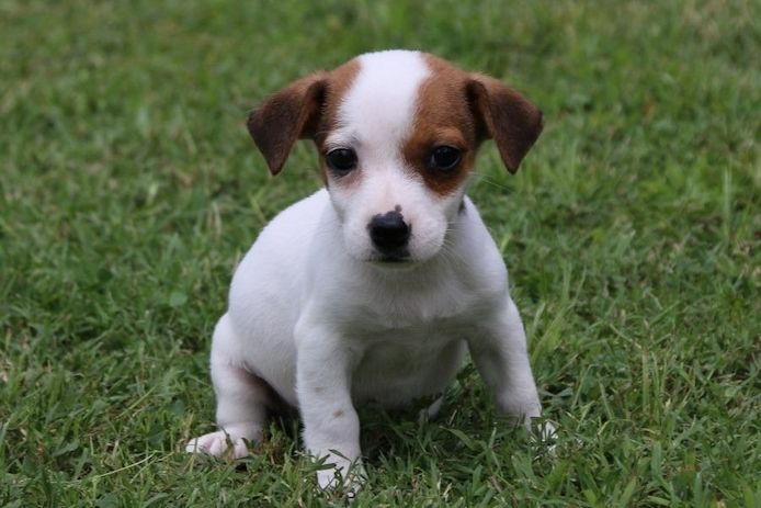 Reinrassige Jack Russell Terrier welpen .
