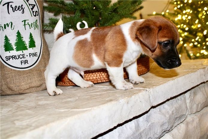 Reinrassige Jack Russell Terrier welpen .