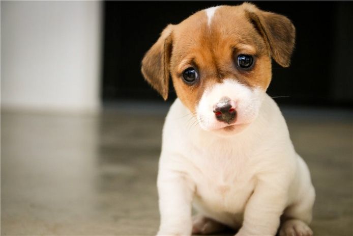 Reinrassige Jack Russell Terrier welpen .