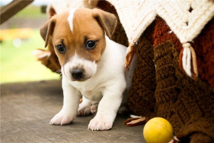Reinrassige Jack Russell Terrier welpen