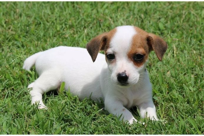 Reinrassige Jack Russell Terrier welpen