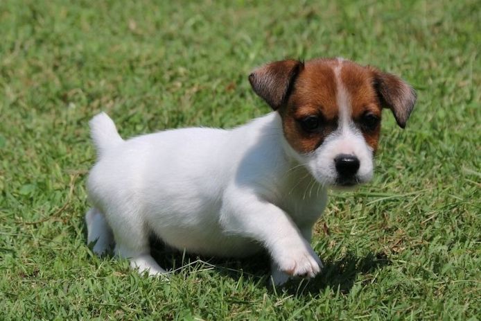 Reinrassige Jack Russell Terrier welpen